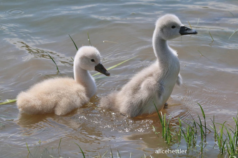 Höckerschwan (Cygnus olor)